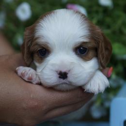Whisper - Blenheim female Cavalier King Charles Spaniel puppy in Lula, Georgia from Cavaliers by Crumley