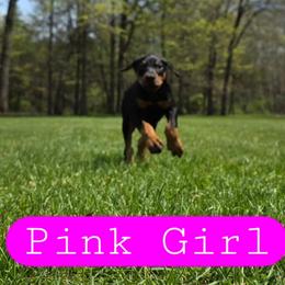 Pink Girl - Black and rust female Doberman Pinscher puppy in Knox, Indiana from Double River Dobermans