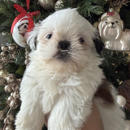 Polar bear - Tricolor male Shih Tzu puppy in Bullhead City, Arizona from Arizona Shih Tzu Land