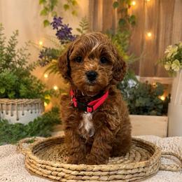 Hudson - Red  male Goldendoodle puppy in Pleasant Grove, Utah from Destination Doodles