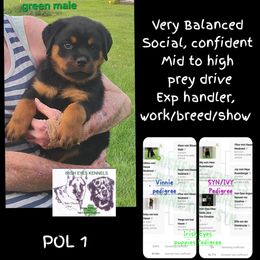 Boy 5 - Black and mahogany male Rottweiler puppy in De Witt, Iowa from Irish Eyes Kennels