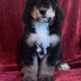 Bernedoodle Puppies from High Peaks Bernedoodles