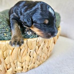 Bernedoodle Puppies from Whispering Aspen Homestead