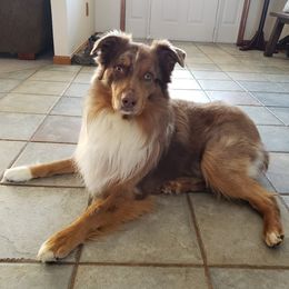 Tobey - Australian Shepherd