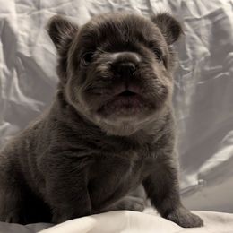 Boy 3 - Blue male French Bulldog puppy in Battle Ground, Washington from Ferguson's Bulldogs