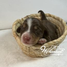 Chocolate Boy - Chocolate and cream male Dachshund puppy in Nashville, Arkansas from Whisenhunt Farms