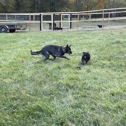 German Shepherd Puppies from Adelheid Shepherds