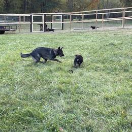 German Shepherd Puppies from Adelheid Shepherds
