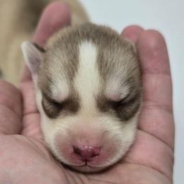 Scarlett - Sable and white female Siberian Husky puppy in Kansas City, Missouri from Anuun's Huskies