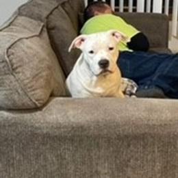 American Bully Puppies from Shooting Star Bullies