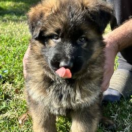 German Shepherd and Pembroke Welsh Corgi Puppies from Top Shepherd Perlez