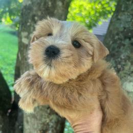 Sienna - Wheaten female Miniature Schnauzer puppy in Grayson, Kentucky from Seventh Heaven Schnauzers