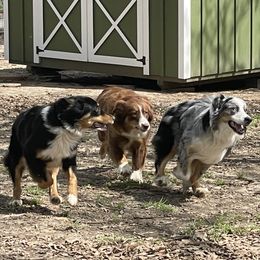 Australian Shepherds and Toy Australian Shepherds from Piney Oak Aussies