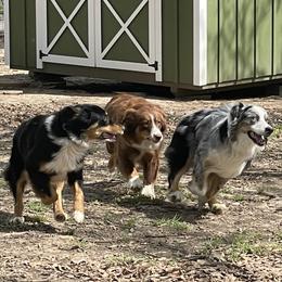 Australian Shepherds and Toy Australian Shepherds from Piney Oak Aussies