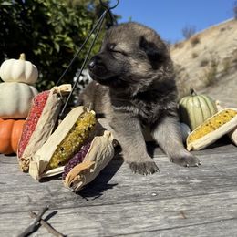 Haven - Black and tan female German Shepherd puppy in El Cajon, California from Four Pines Ranch