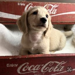 Leo - Cream male Dachshund puppy in Newport, Tennessee from Foothills Mini Doxies