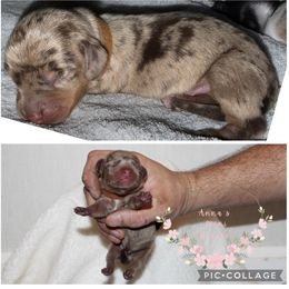 Brown boy - Dapple male Dachshund puppy in Pope, Mississippi from Anna’s Mini Doxies