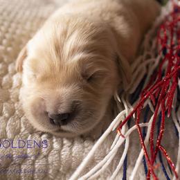 Girl 3 - Golden Retriever puppy in Grand Blanc, Michigan from Vista Goldens