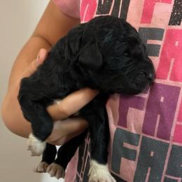 Black Girl 5 - Black female Pyredoodle puppy in Prescott, Washington from Washington Pyredoodles