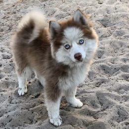 Sammy - Chocolate male Pomsky puppy in Spring Hill, Florida from PDQ Pomskies