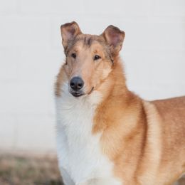 Collie Puppies from Creekwood Collies