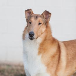 Collie Puppies from Creekwood Collies