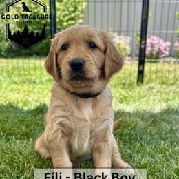 Boy 4 - Golden male Golden Retriever puppy in Star, Idaho from Gold Treasure Retrievers