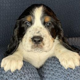 LIGHTNING - Black white and tan male English Springer Spaniel puppy in Billings, Montana from M&M Fuzzy Bottom Friends