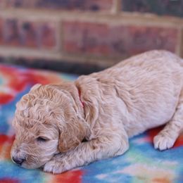 Poodle Puppies from Moss’ Poodles