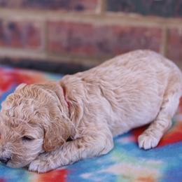 Poodle Puppies from Moss’ Poodles