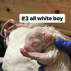 Boy 1 - White Dogo Argentino puppy in California from First-Class Lineage