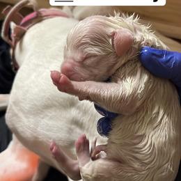 Boy 1 - White Dogo Argentino puppy in California from First-Class Lineage