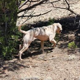 LaVerne - American Bulldog