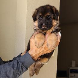White collar - Black and red female German Shepherd puppy in Stockton, California from Zaragoza German Shepherds