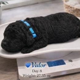 Valor- Solid Black Pure Smaller Standard Poodle - Black male Poodle puppy in Sacramento, California from Robinsnest Poodles