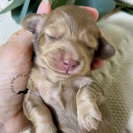 Chocolate and Cream - Chocolate and cream female Dachshund puppy in Nampa, Idaho from Long_and_Low_Dachshunds