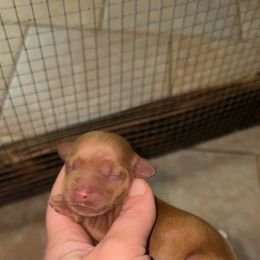 Kat (PET ONLY) - Red female Dachshund puppy in Goldthwaite, Texas from Mini Mama Dachshunds
