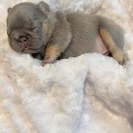 French Bulldog Puppies from Horror Line Frenchies