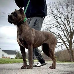 Trauma - Gray brindle female Cane Corso puppy in Hephzibah, Georgia from Bellissima Cala Cane Corso