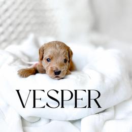 Vesper - Apricot female Goldendoodle puppy in Springville, Utah from Happy Doodle