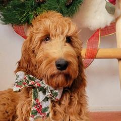 Flurry - Irish Doodle puppy in New Mexico from Foxrun Litters