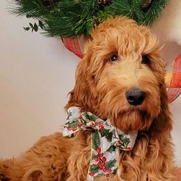 Flurry - Irish Doodle puppy in New Mexico from Foxrun Litters