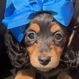 Wren - Black and cream female Dachshund puppy in Owensboro, Kentucky from Neens Weens Kennels