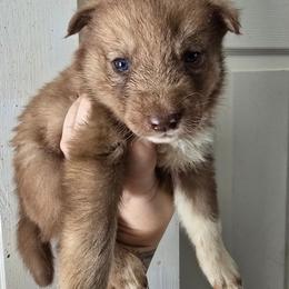 Red boy 1 - Red and white male Siberian Husky puppy in East Otto, New York from Howling Huskies