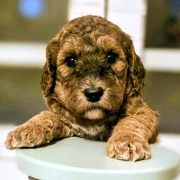 Amethyst - Sable female Goldendoodle puppy in Freedom, New York from Samantha's Goldendoodles