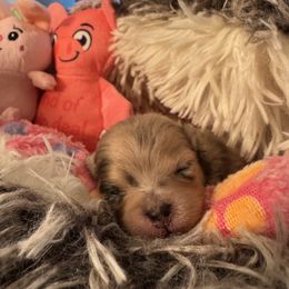 Zia - Blue merle female Pomeranian puppy in North Port, Florida from West Coast Diva Pupz