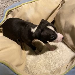 Boy 3 - Italian Greyhound puppy in Frederick, Maryland from Celeste Italian Greyhounds