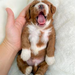 Rolo - Red and white male Cockapoo puppy in Pledger, Texas from Sugarbear Cockapoos