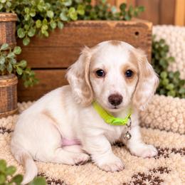 Jax - Piebald male Dachshund puppy in Central Point, Oregon from Chamberlains Doxie
