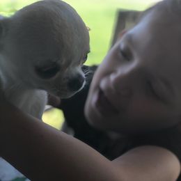 Chihuahua Puppies from Conlin's Chihuahuas